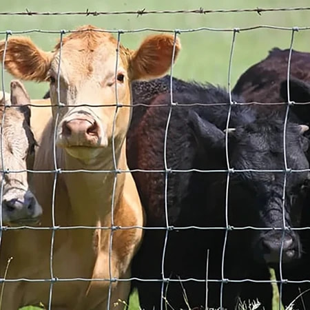 Ranch Fence